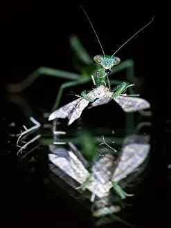 Mantises: Praying Mantis and moth