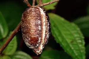Hung: Praying Mantis ootheca (Mantidae sp) hanging from