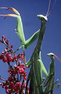 Pascal Goetgheluck: PRAYING MANTIS PAIR - mating