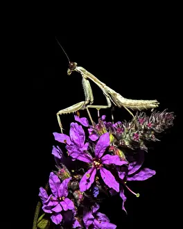Mantises: Praying Mantis on pink flowers