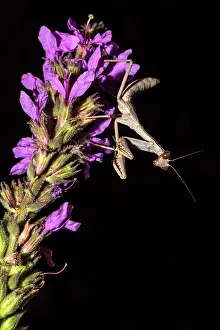 Mantises: Praying Mantis on pink flowers