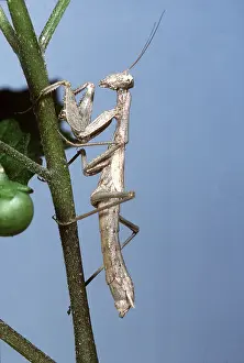 Pascal Goetgheluck: PRAYING MANTIS - ON PLANT STEM