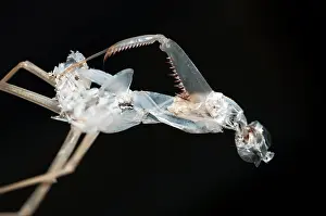 Exoskeleton: Praying Mantis Praying Mantis moulted exoskeleton Klun
