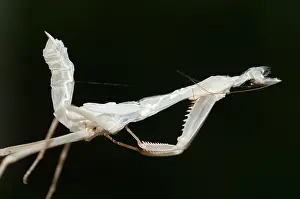 Exoskeleton: Praying Mantis Praying Mantis moulted exoskeleton Klun