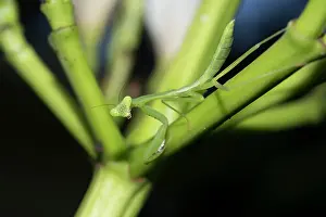Mantises: Praying Mantis Praying Mantis on plant Klungkung Bali