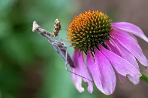Lee Klopfer: Praying mantis on purple coneflower
