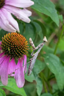 Lee Klopfer: Praying mantis on purple coneflower
