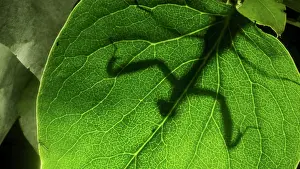 Mantis: Praying mantis is silhouetted behind a green lilac