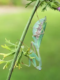 70617: Praying Mantis / Springbox Mantis - resting head