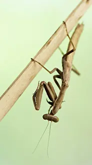 Mantises: Praying Mantis on stick