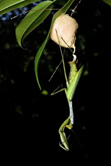 Hung: Praying Mantis (Tarachomantis sp) laying eggs, suspended