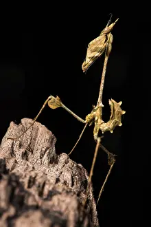 70617: Praying mantis (Violin mantis) - Taken under controlled
