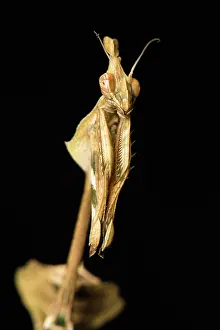 70617: Praying mantis (Violin mantis) - Taken under controlled