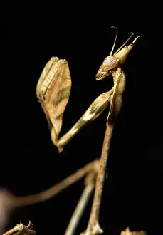 70617: Praying mantis (Violin mantis) - Taken under controlled