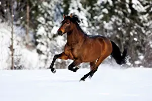 Cantering: PRE brown horse galloping through the snow in winter