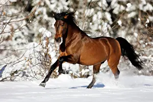 Dynamic: PRE brown horse galloping through the snow in winter