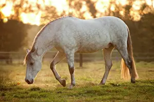 Dapple: PRE, dapple gray, gelding on meadow in morning light