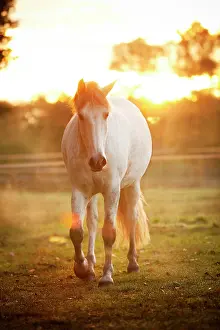 Dapple: PRE, dapple gray, gelding on meadow in morning light