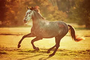 Cantering: PRE, gelding, dapple gray, developing white horse