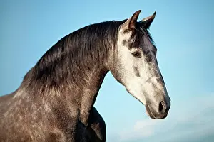 Andalusian: PRE gelding, dapple-grey, portrait