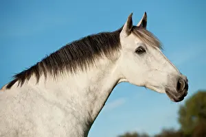 Andalusian: PRE gelding, grey, portrait