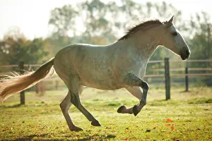 Dapple: PRE, gelding, white horse, galloping on meadow