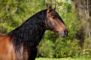 Andalusian: PRE horse, brown, portrait, Austria, Europe