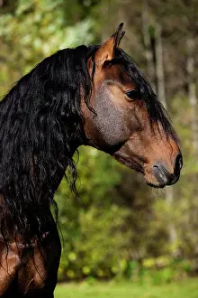 Andalusian: PRE horse, brown, portrait, Austria, Europe