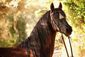 Pura: PRE or Pura Raza Espa&, x6fb21;, black stallion