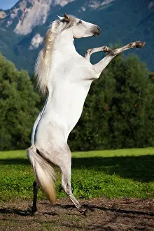 Elegance: PRE, Pura Raza Espanola, Andalusian horse, rises