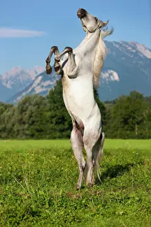 Elegance: PRE, Pura Raza Espanola, Andalusian horse, rises