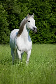 Paddock: PRE, Pura Raza Espanola, Andalusian horse, stands