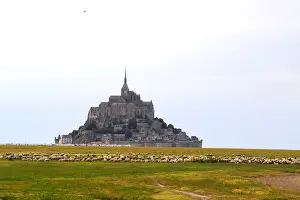 Monuments: Pre-sales sheeps in front of the Mont-Saint-Michel France