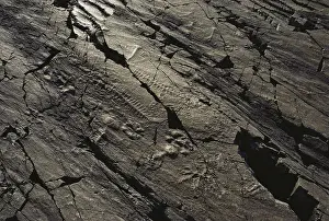 Matrix: Precambrian Fossils
