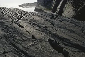 Matrix: Precambrian Fossils