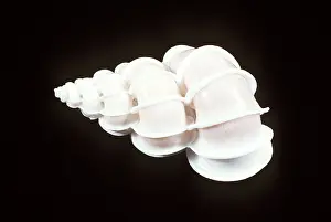 Ken Lucas: PRECIOUS WENTLETRAP SHELL