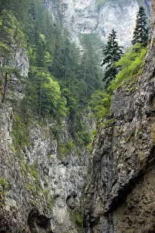 Precipitous: Precipitous limestone cliffs - with spruces trees