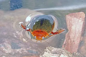 Coleoptera: Predaceous Diving Beetle