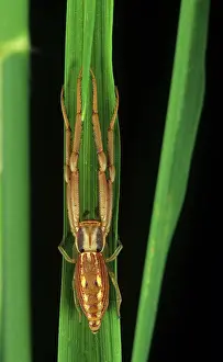Luzon: Predator spider