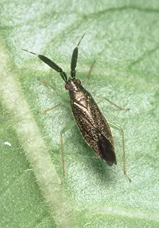 Polyphagous: A predatory bug