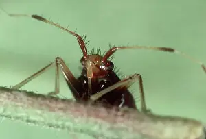 Mite: Predatory bug