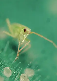 Glasshouse: Predatory bug