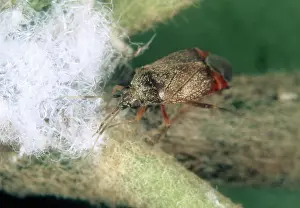 Mite: Predatory bug eats aphids