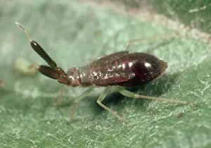 Greenfly: Predatory bug Nymph