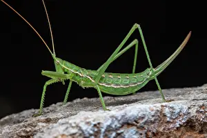 Saga: Predatory Bush Cricket (Saga pedo) on black background
