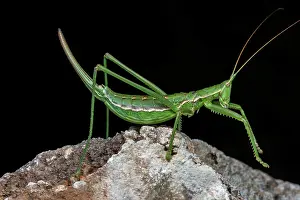 Saga: Predatory Bush Cricket (Saga pedo) on black background