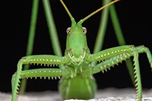 Saga: Predatory Bush Cricket (Saga pedo) portrait, Saint-Jean-de-B