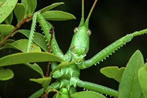 Saga: Predatory Bush Cricket (Saga pedo) portrait, Saint-Jean-de-B