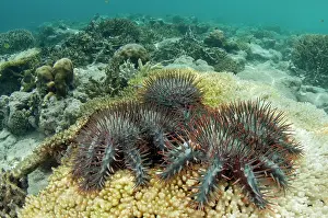 Thorns: Predatory Crown-of-thorns Seastars - on Table Coral (Acropor