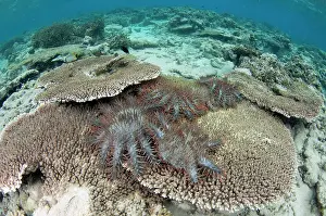 Thorns: Predatory Crown-of-thorns Seastars - on Table Coral (Acropor